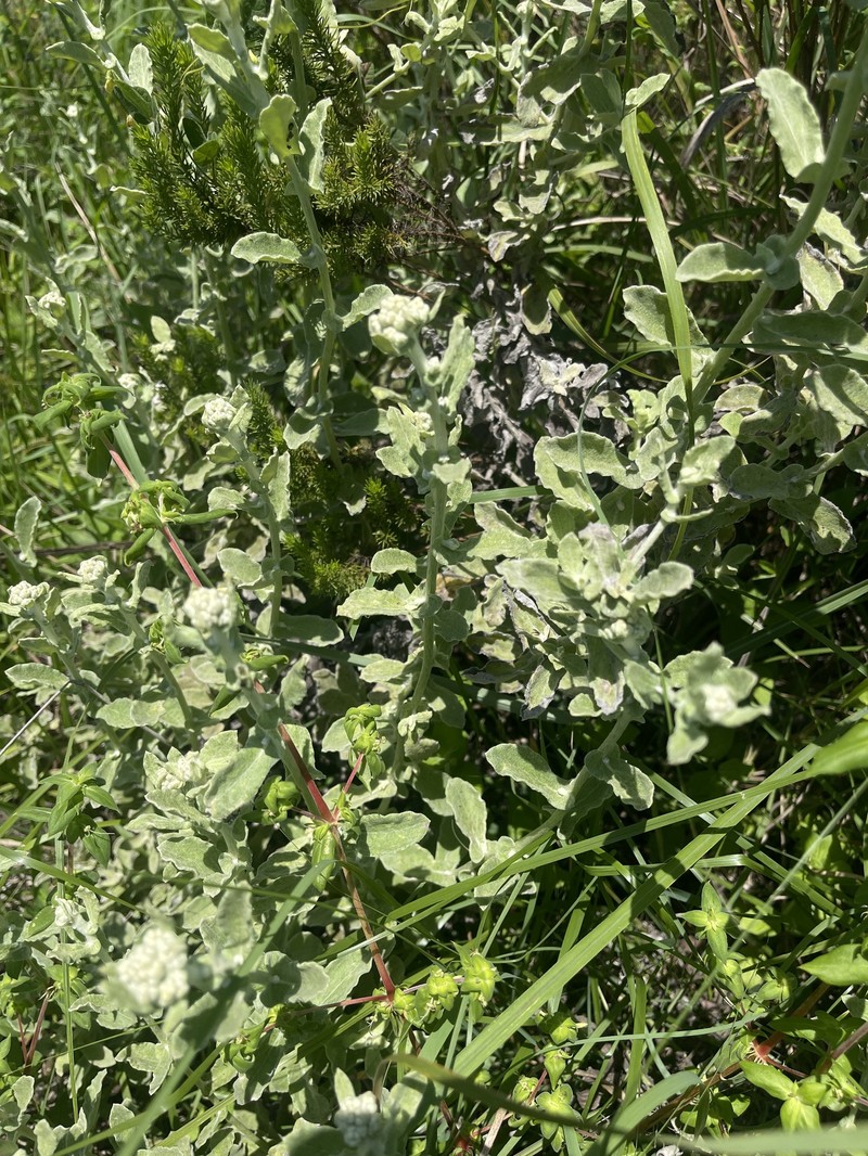 Helichrysum panduratum var. panduratum photo 2