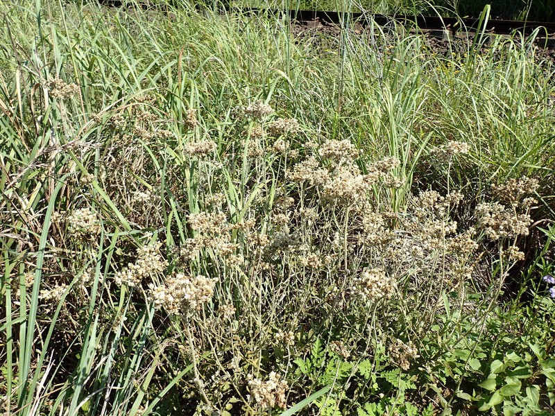 Helichrysum panduratum var. panduratum photo 3