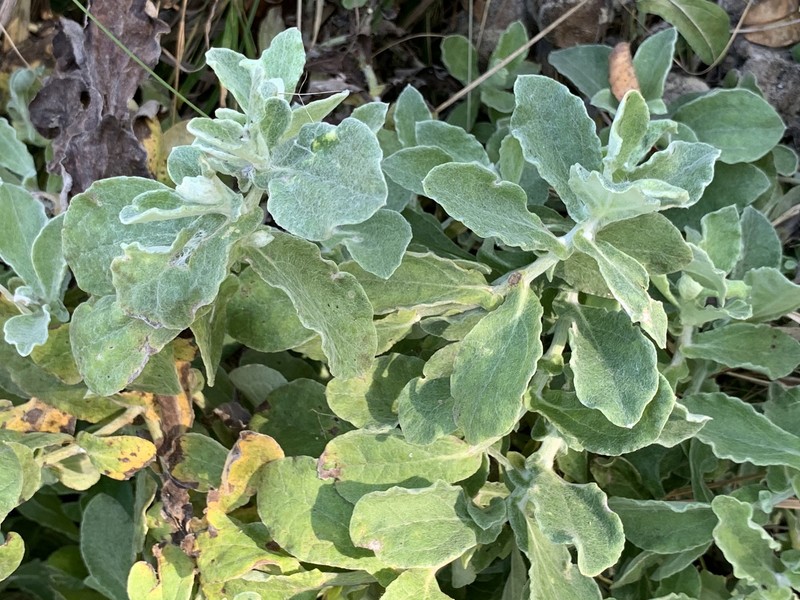 Helichrysum panduratum var. panduratum photo 4