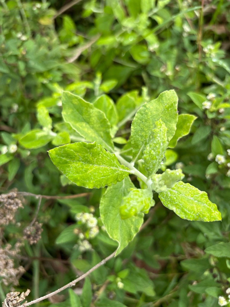 Helichrysum panduratum var. transvaalense