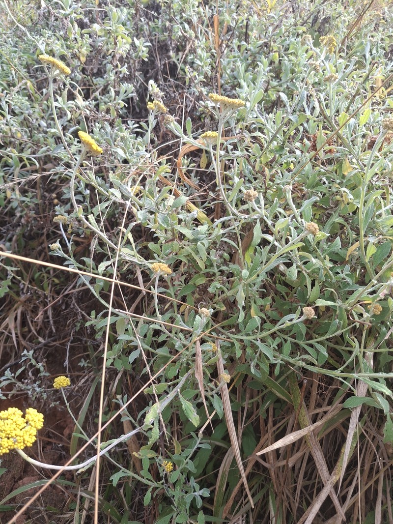 Helichrysum panduratum var. transvaalense photo 2