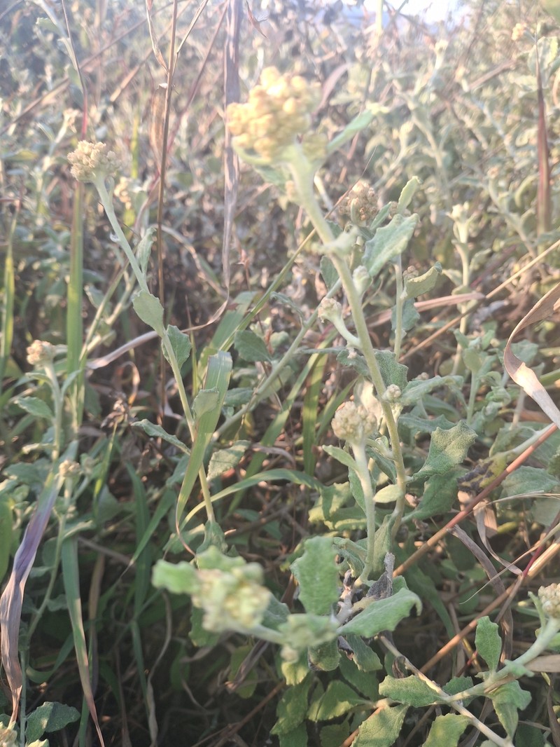 Helichrysum panduratum var. transvaalense photo 3