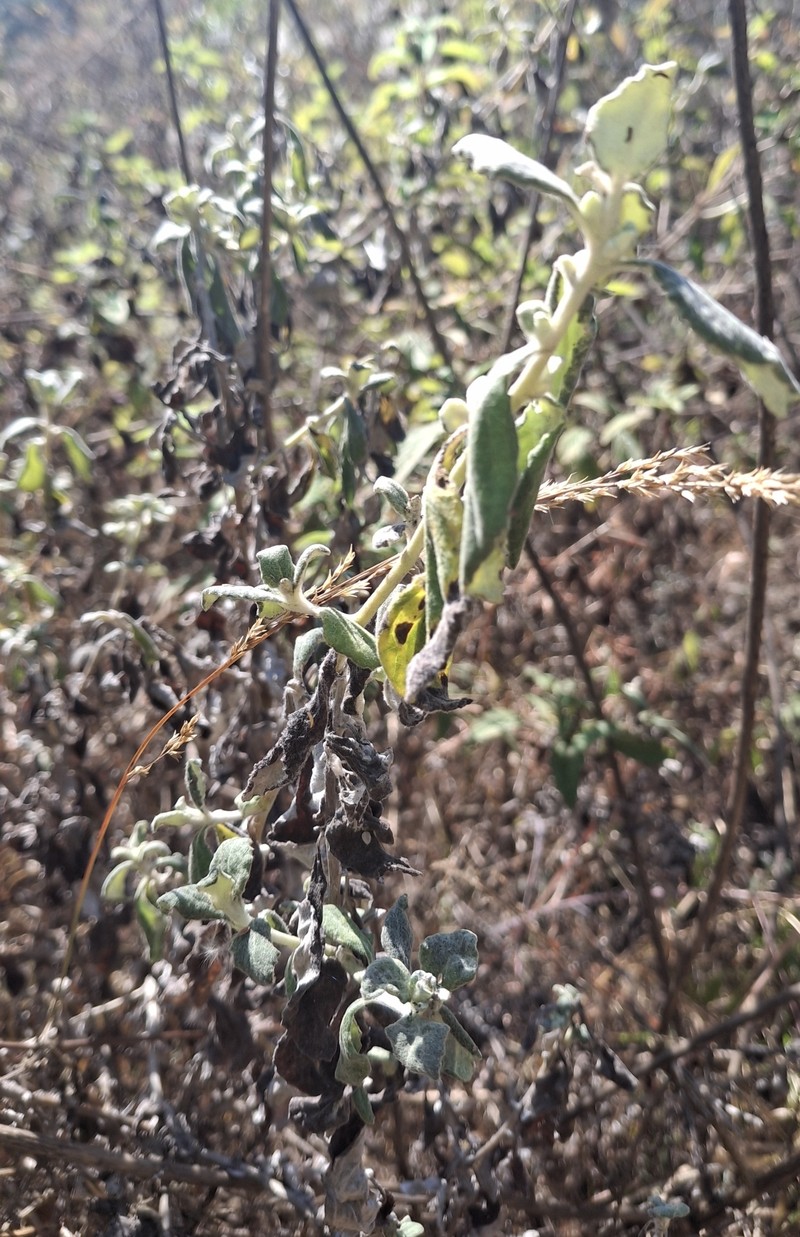 Helichrysum panduratum var. transvaalense photo 4