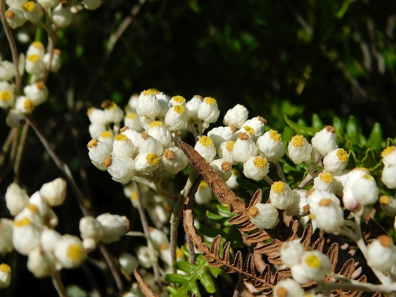 Helichrysum pandurifolium