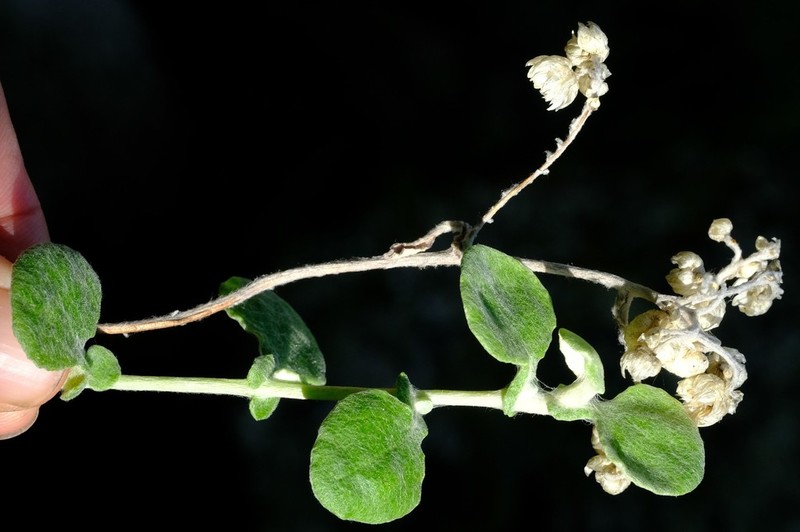 Helichrysum pandurifolium photo 2