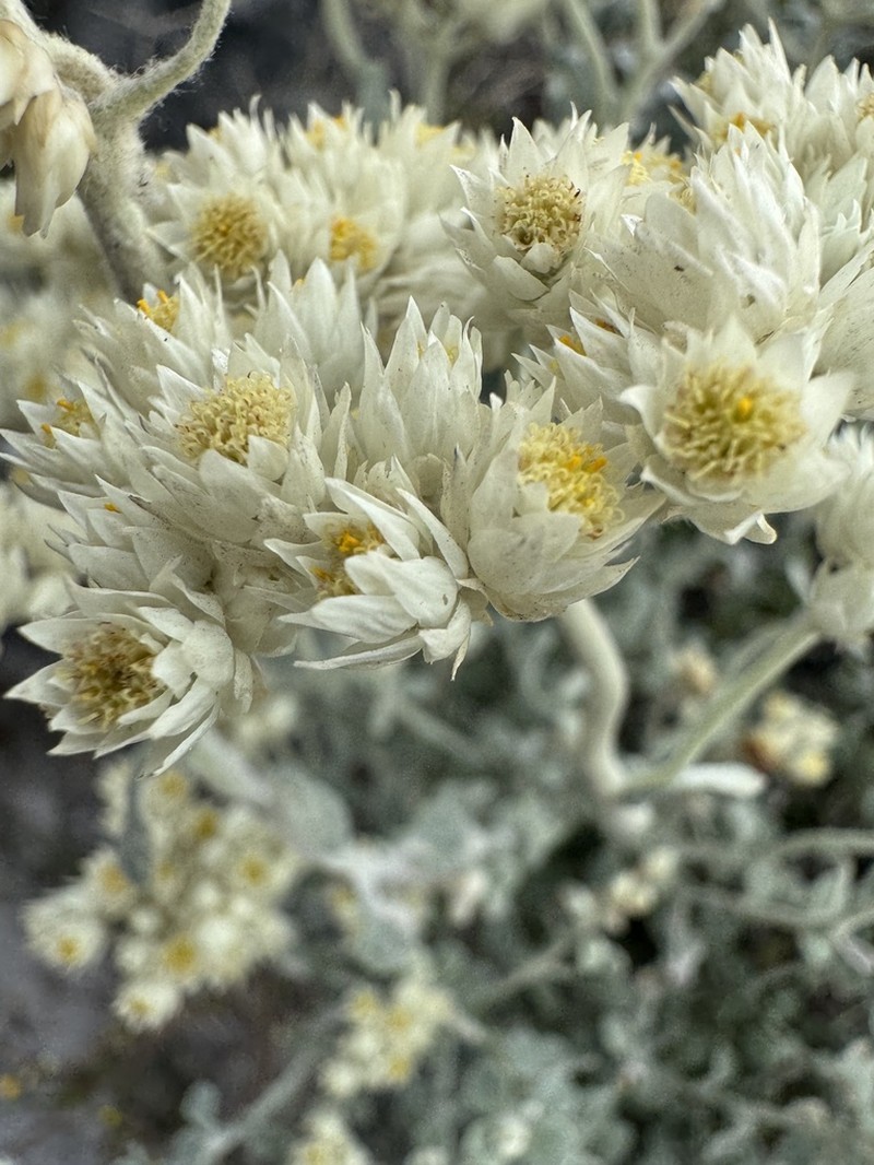 Helichrysum pandurifolium photo 3