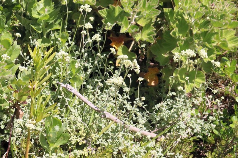 Helichrysum pandurifolium photo 4