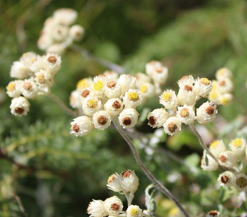 Helichrysum pandurifolium photo 5