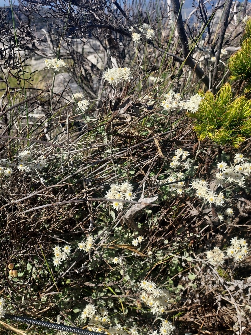 Helichrysum pandurifolium photo 6