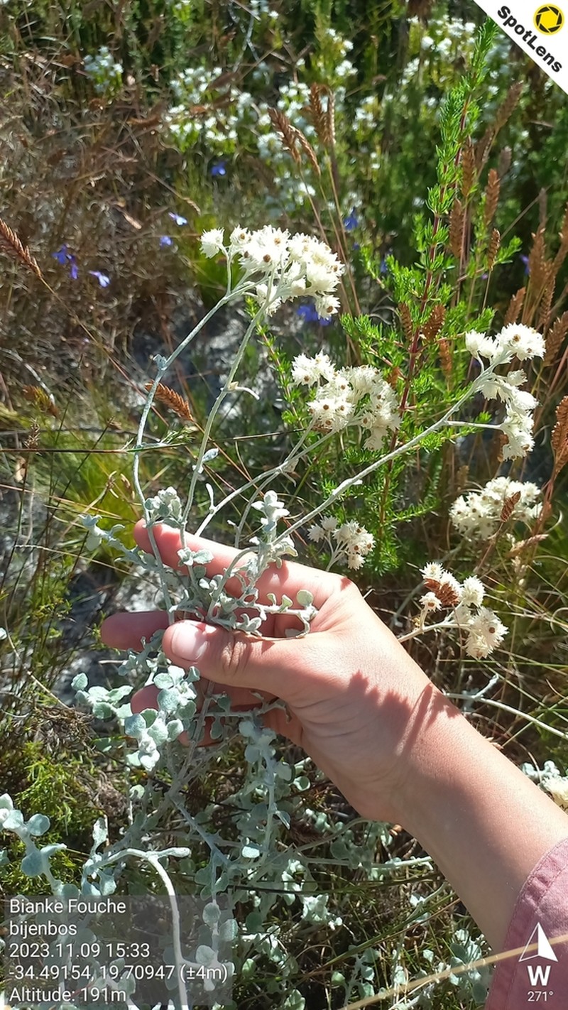Helichrysum pandurifolium photo 7