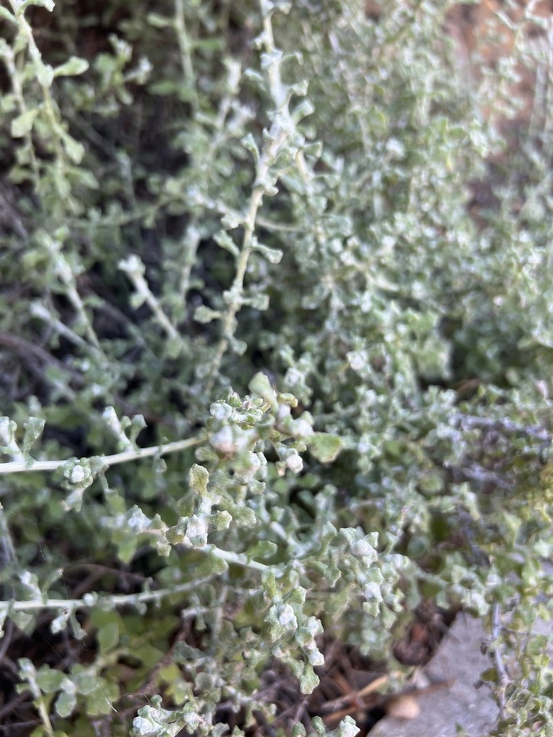Helichrysum pandurifolium photo 8