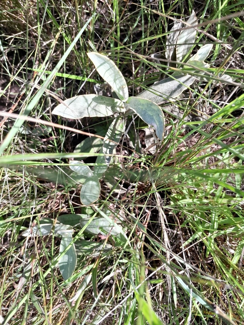 Helichrysum pannosum