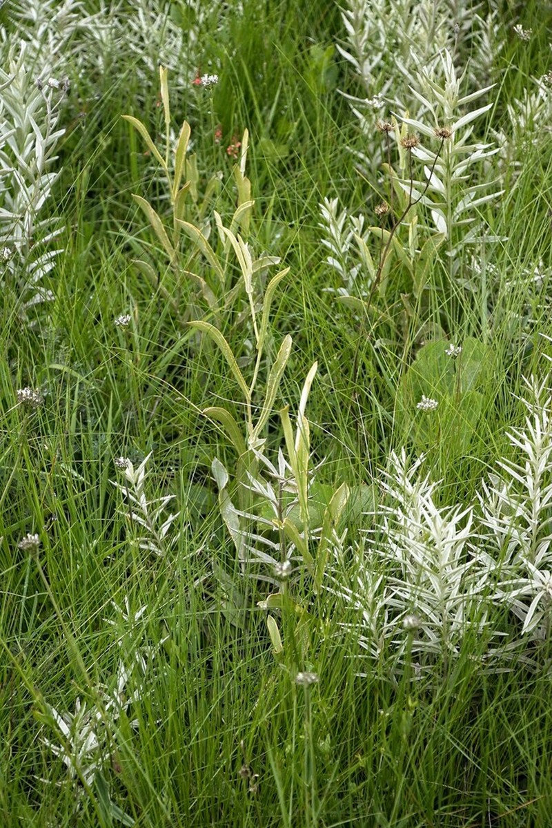 Helichrysum pannosum photo 2