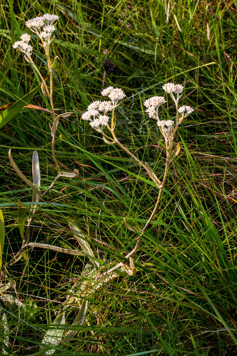 Helichrysum pannosum photo 3