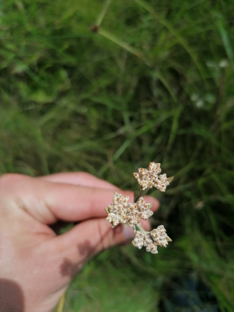 Helichrysum pannosum photo 5
