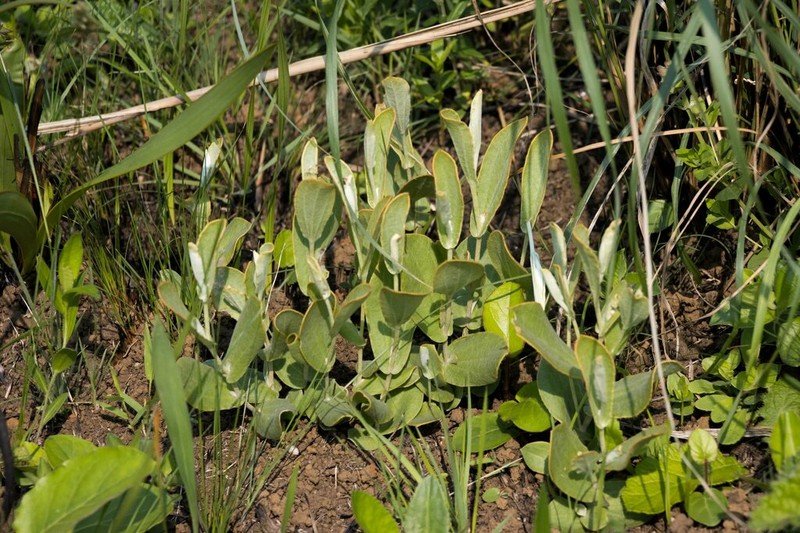 Helichrysum pannosum photo 6