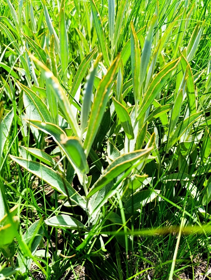 Helichrysum pannosum photo 7