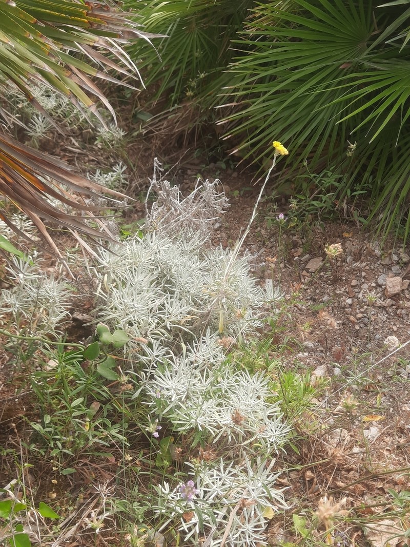 Helichrysum panormitanum