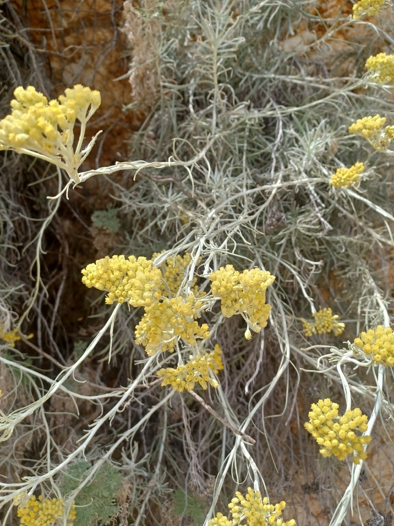 Helichrysum panormitanum photo 2
