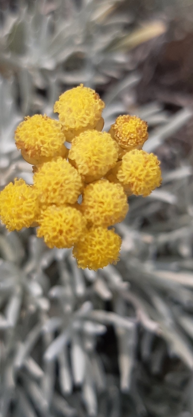 Helichrysum panormitanum photo 3
