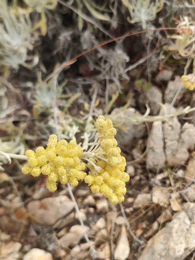 Helichrysum panormitanum photo 4