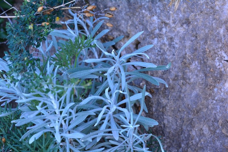 Helichrysum panormitanum photo 5
