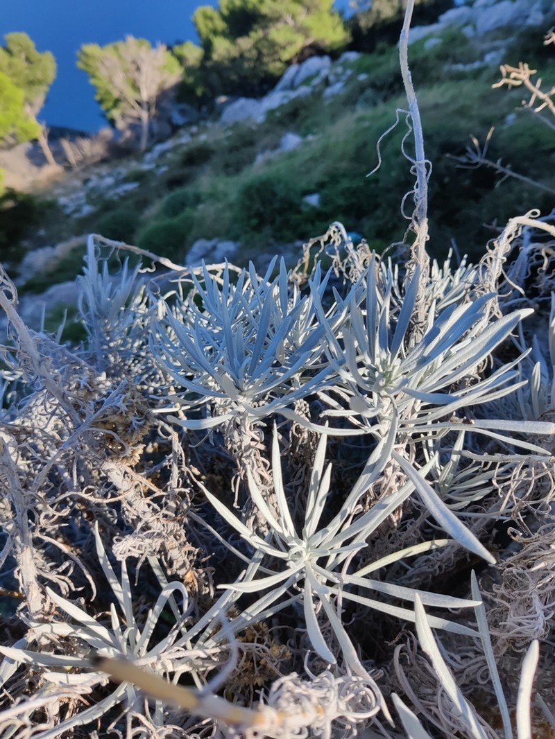 Helichrysum panormitanum photo 6