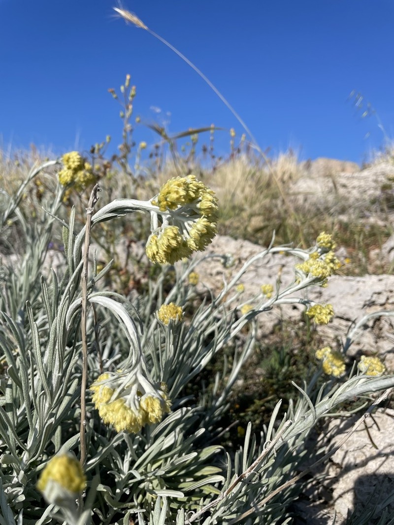 Helichrysum panormitanum photo 7