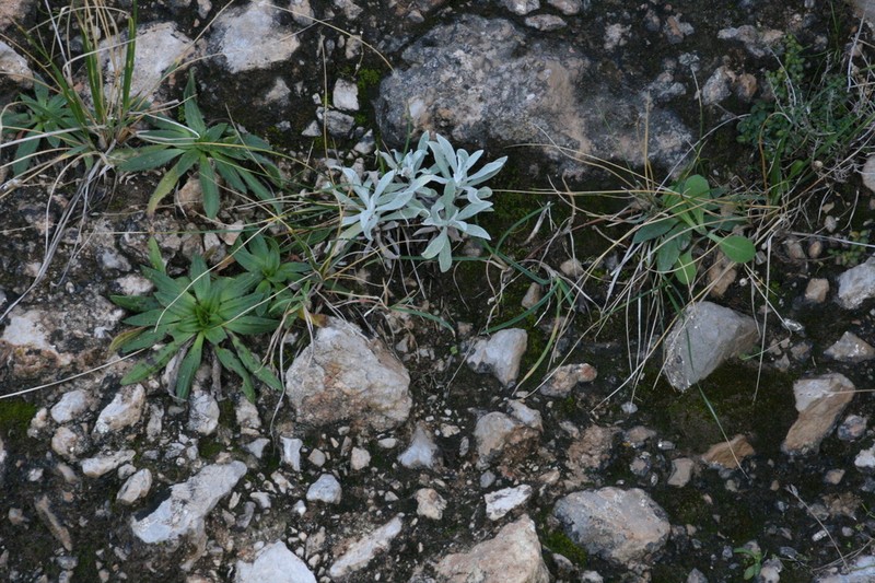 Helichrysum panormitanum photo 8