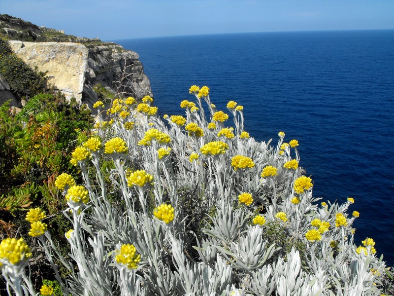 Helichrysum panormitanum subsp. melitense