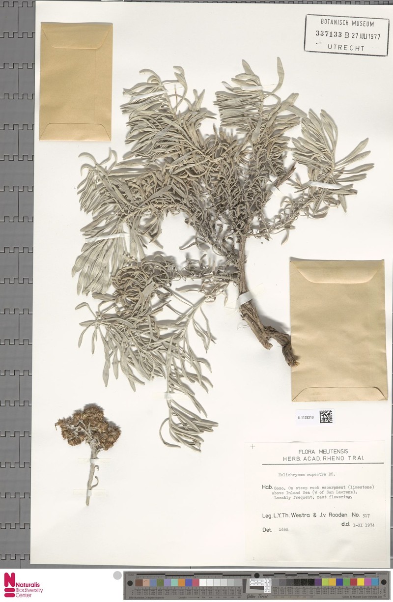 Helichrysum panormitanum subsp. panormitanum