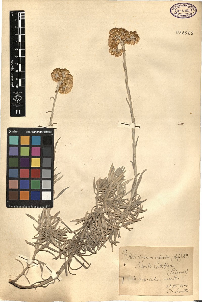 Helichrysum panormitanum subsp. panormitanum photo 2