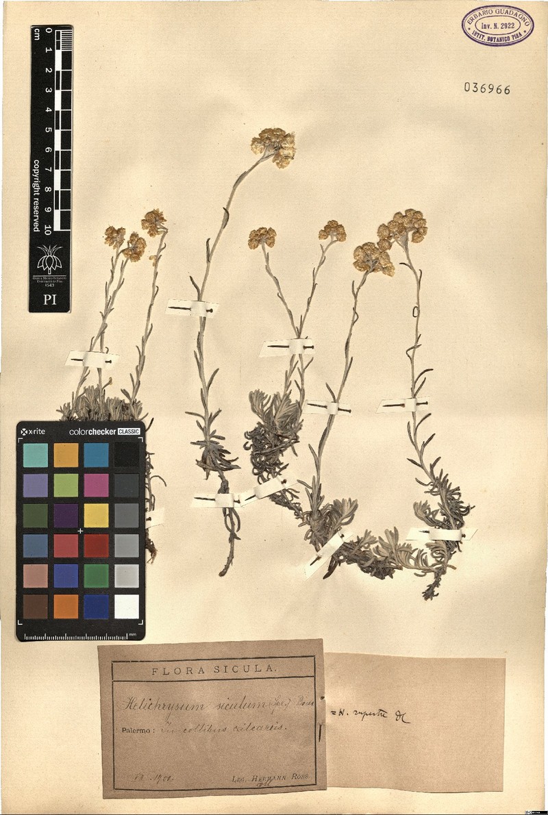 Helichrysum panormitanum subsp. panormitanum photo 3