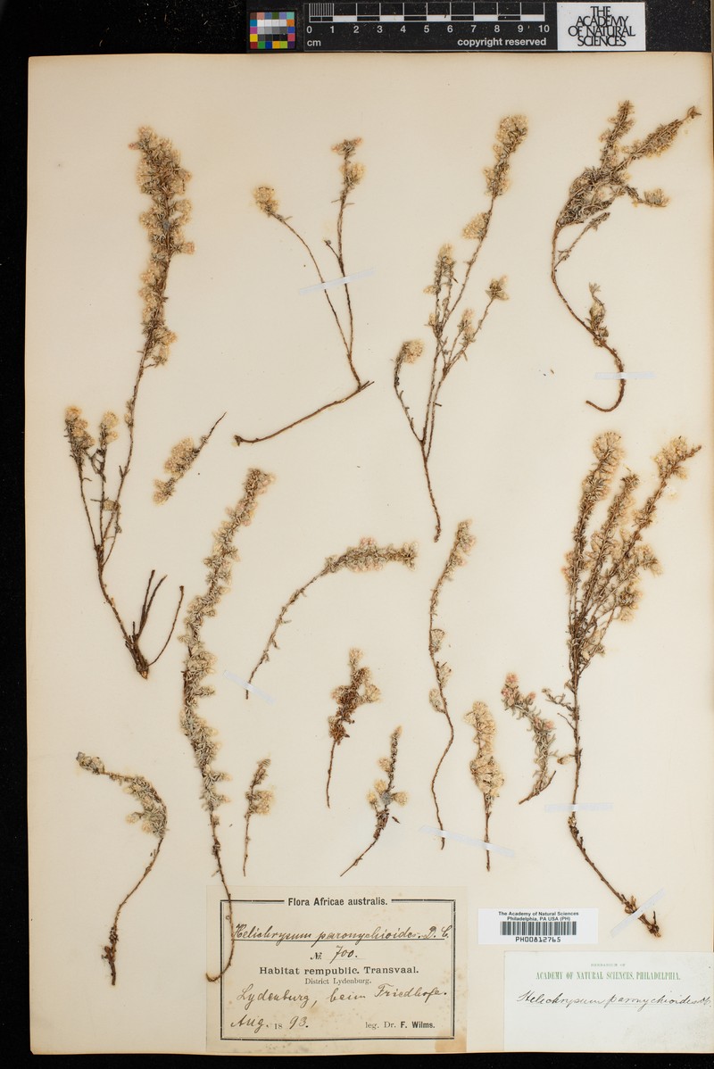 Helichrysum paronychioides photo 2