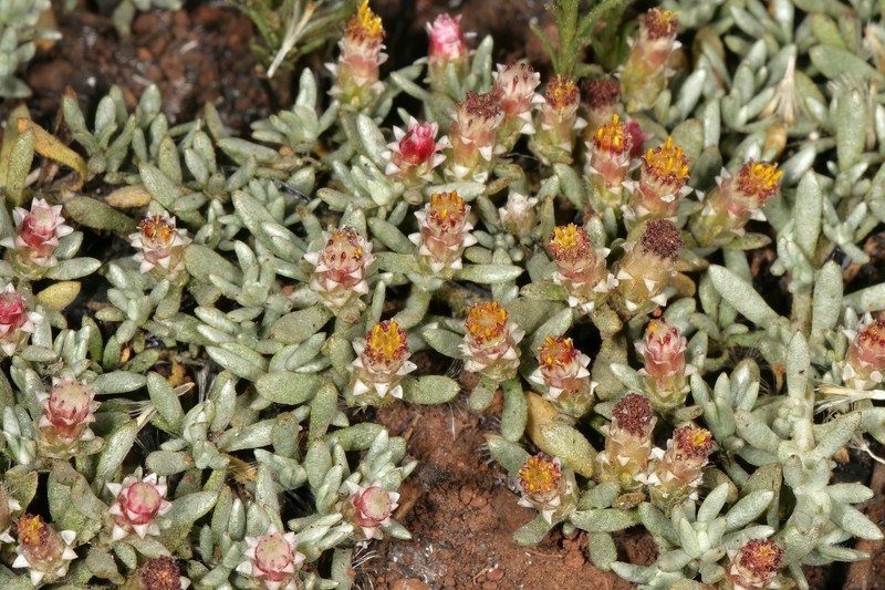 Helichrysum paronychioides