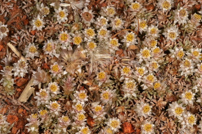 Helichrysum paronychioides photo 3