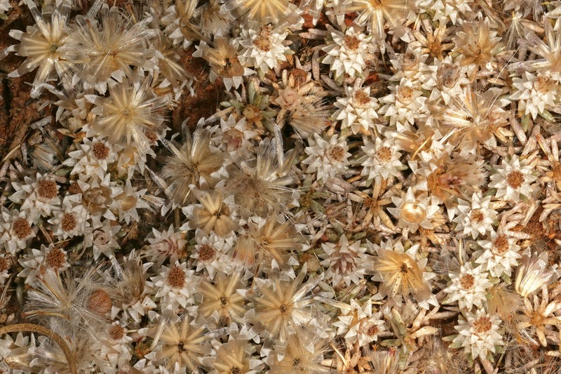 Helichrysum paronychioides photo 4