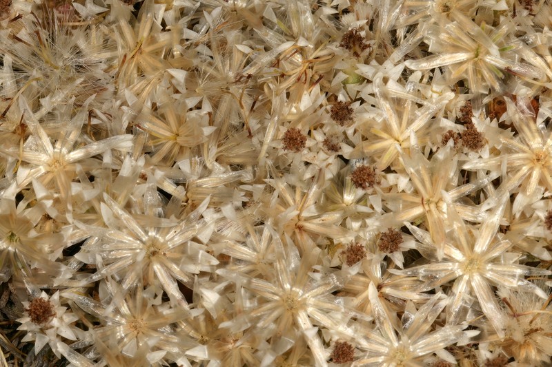 Helichrysum paronychioides photo 5