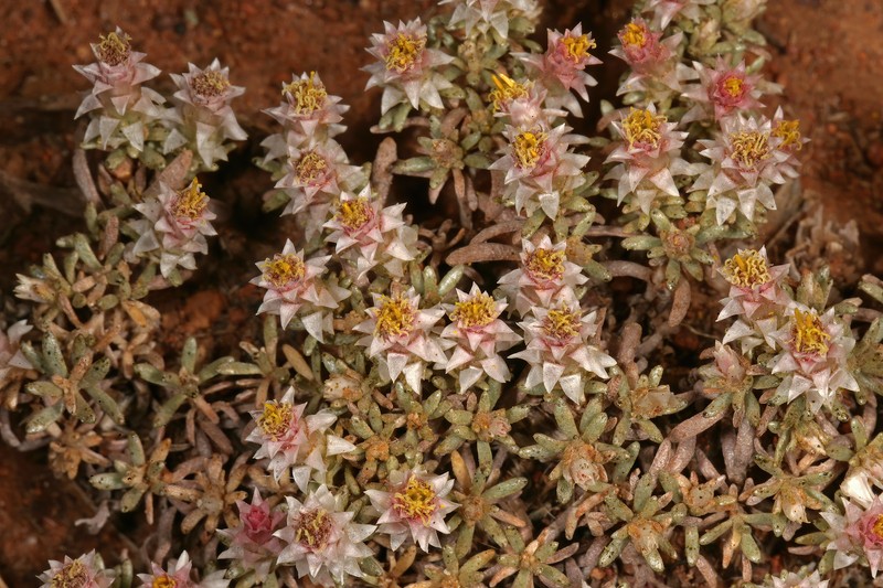 Helichrysum paronychioides photo 6