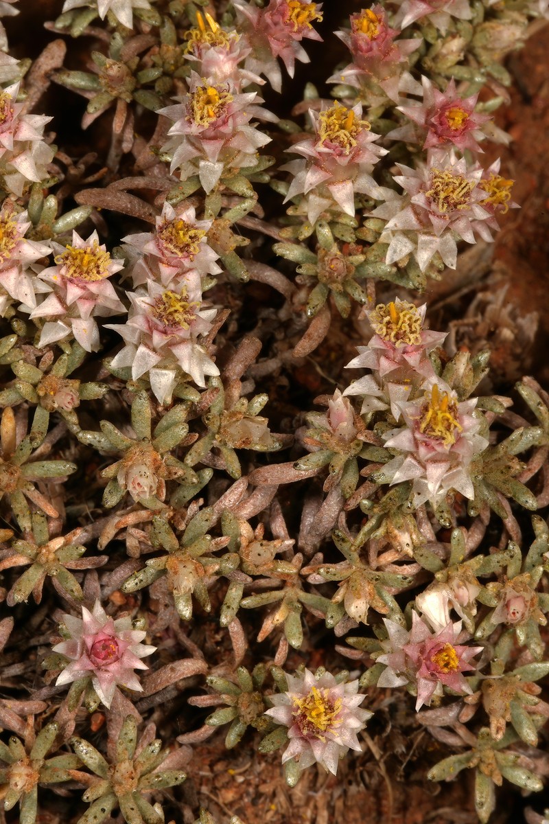Helichrysum paronychioides photo 7