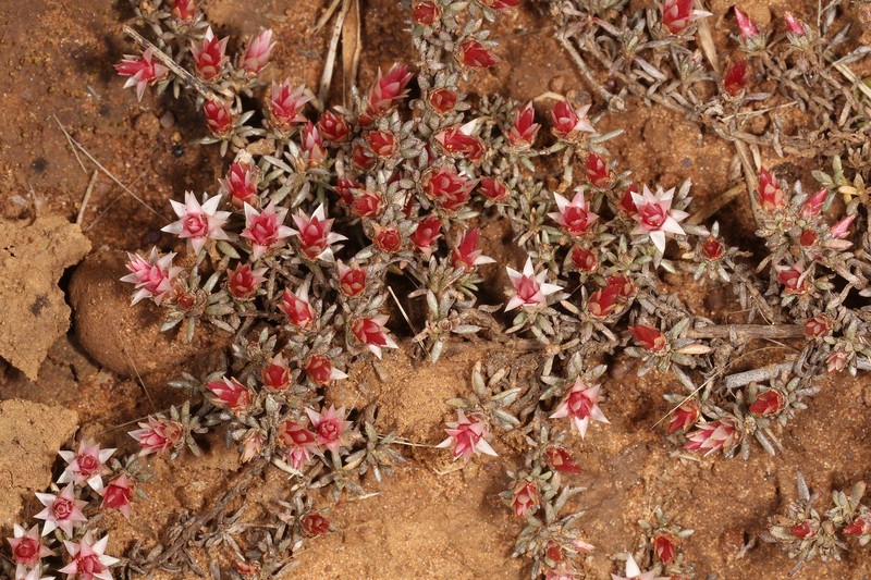 Helichrysum paronychioides photo 8