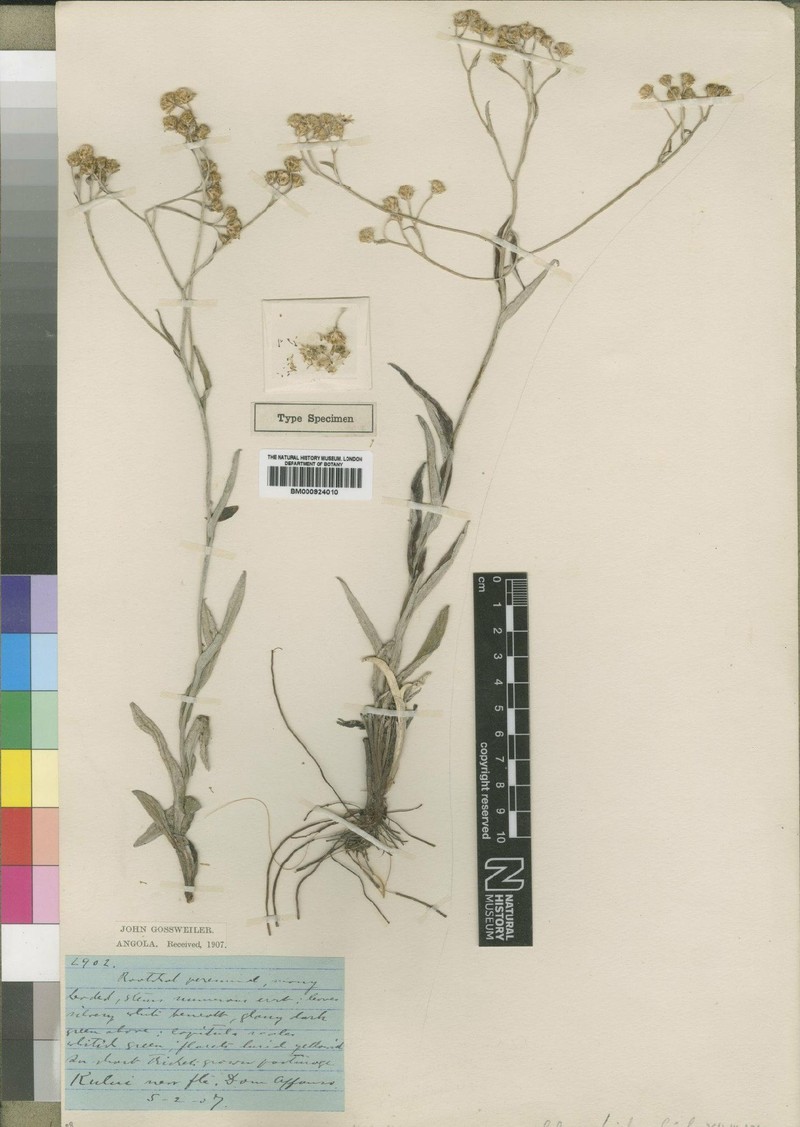 Helichrysum pascuosum photo 2