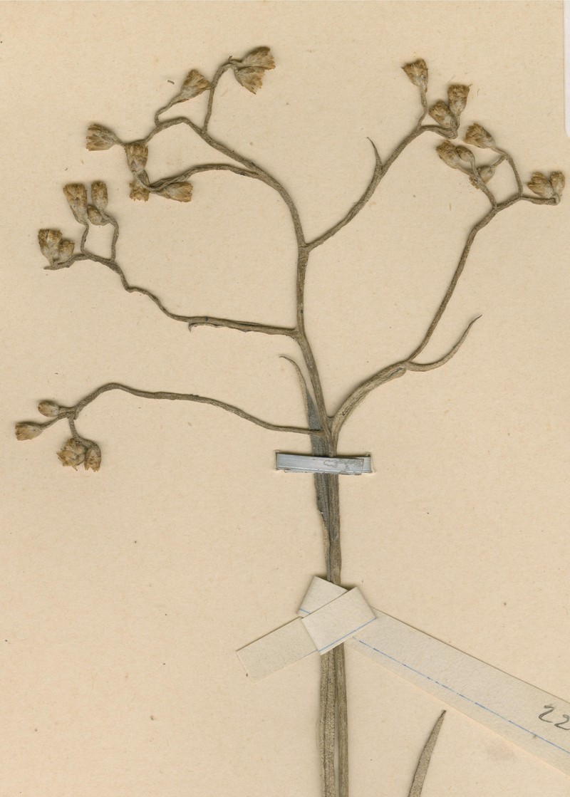 Helichrysum pascuosum