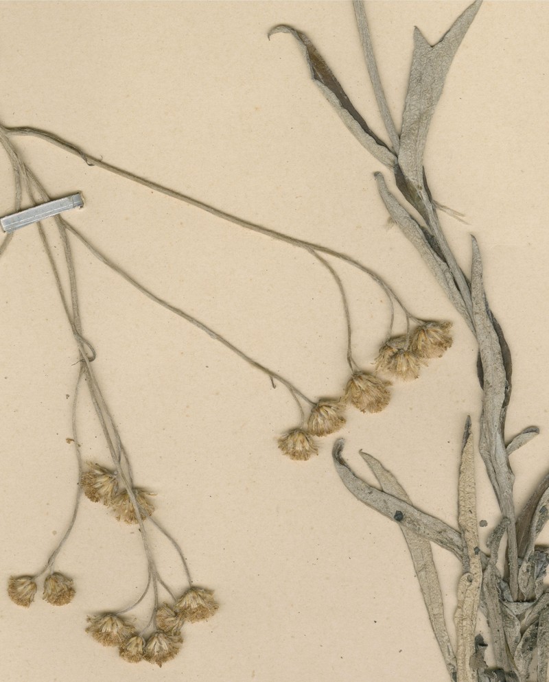 Helichrysum pascuosum photo 3