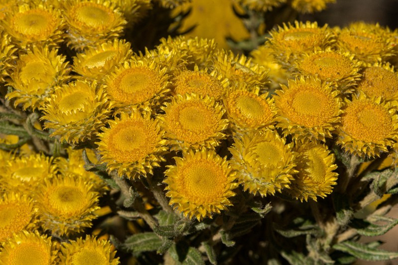 Helichrysum patulifolium