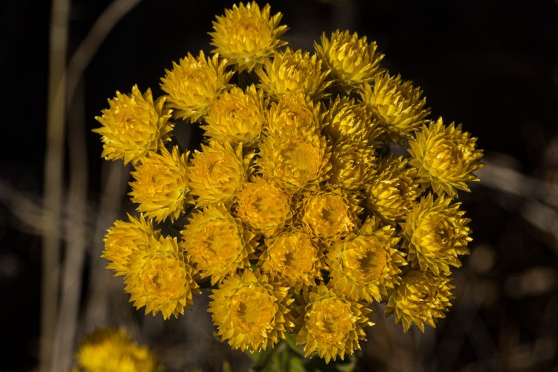Helichrysum patulifolium photo 2