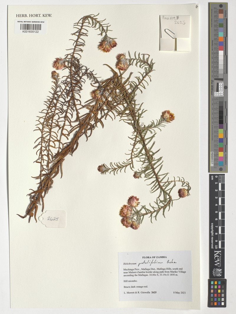 Helichrysum patulifolium photo 3