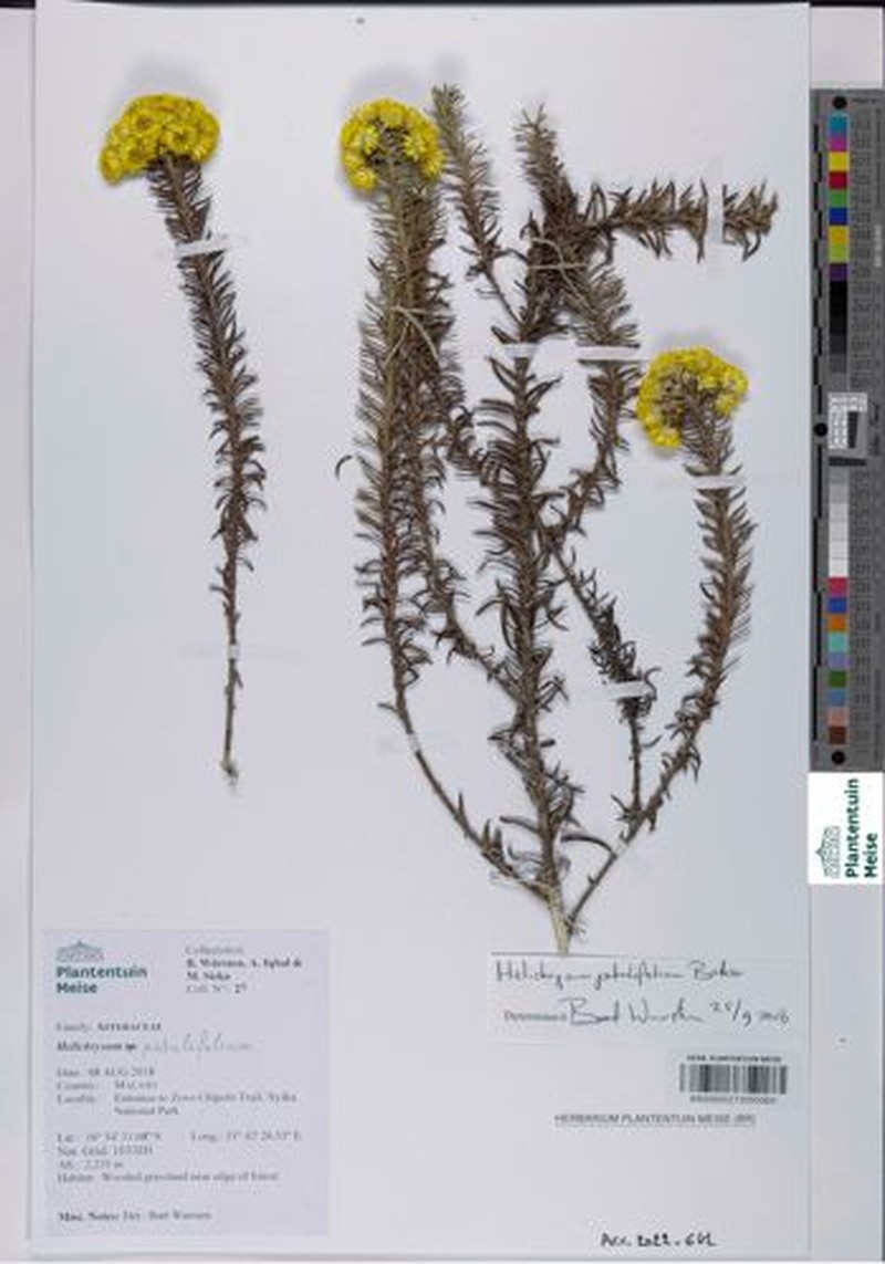 Helichrysum patulifolium photo 4