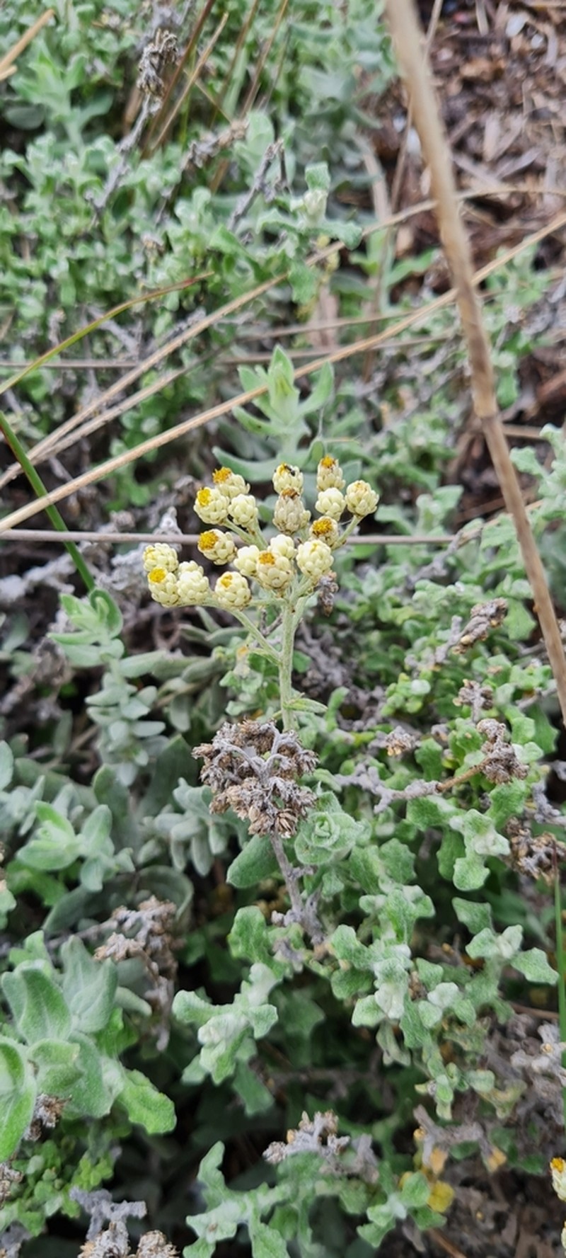 Helichrysum patulum