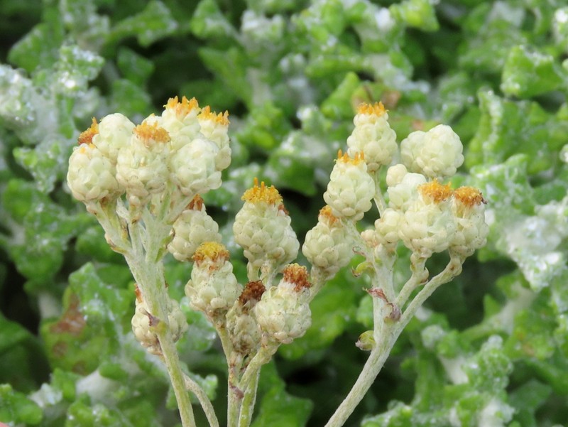 Helichrysum patulum photo 2